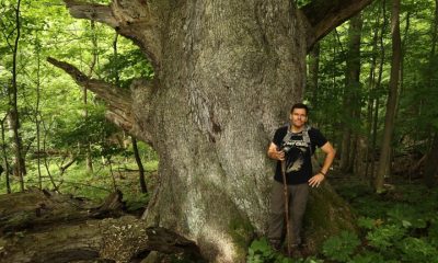 ohio champion trees lewis center ohio champion trees