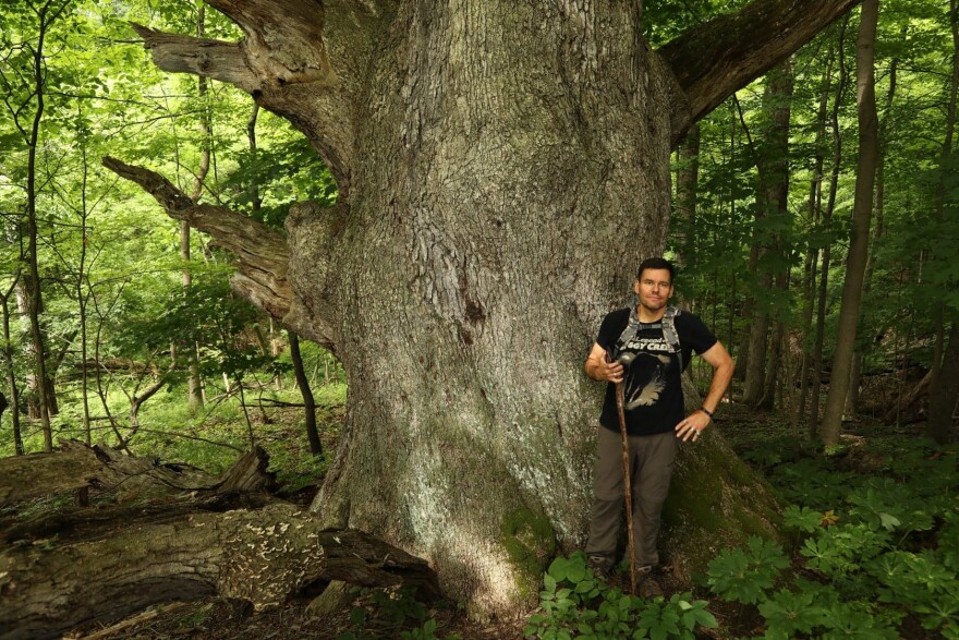 ohio champion trees lewis center ohio champion trees